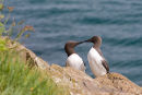 Guillemots